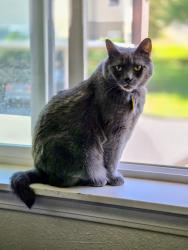 Lost Male Cat last seen He likes watching birds in the big hedge across the street, Eugene, OR 97401