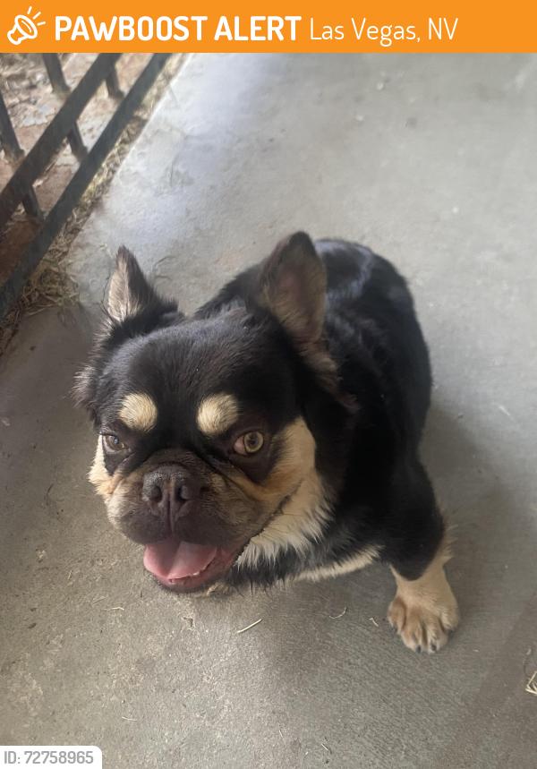 Found/Stray Male Dog last seen Bourbon way and Couthard dr, Las Vegas, NV 89107