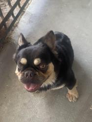 Found/Stray Male Dog last seen Bourbon way and Couthard dr, Las Vegas, NV 89107