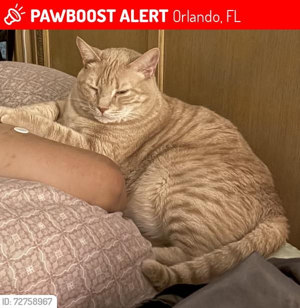 Lost Male Cat last seen Crystal Glen Community, Orlando, FL 32837