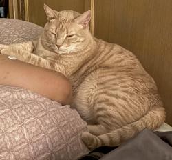 Lost Male Cat last seen Crystal Glen Community, Orlando, FL 32837