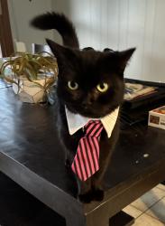 Lost Male Cat last seen Madrid dr, Universal City, TX 78148