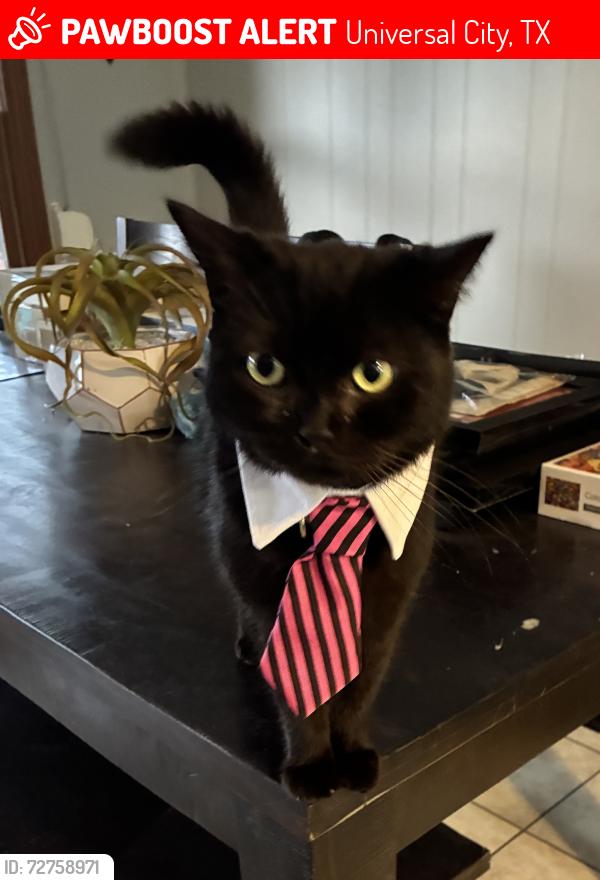 Lost Male Cat last seen Madrid dr, Universal City, TX 78148