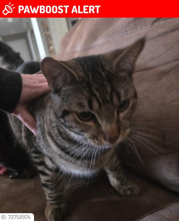 Lost Male Cat last seen Fontaine blvd and widefield blvd , Security-Widefield, CO 80911