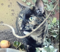 Found/Stray Female Cat last seen Bredbury tip , Bredbury, England SK6 2SN