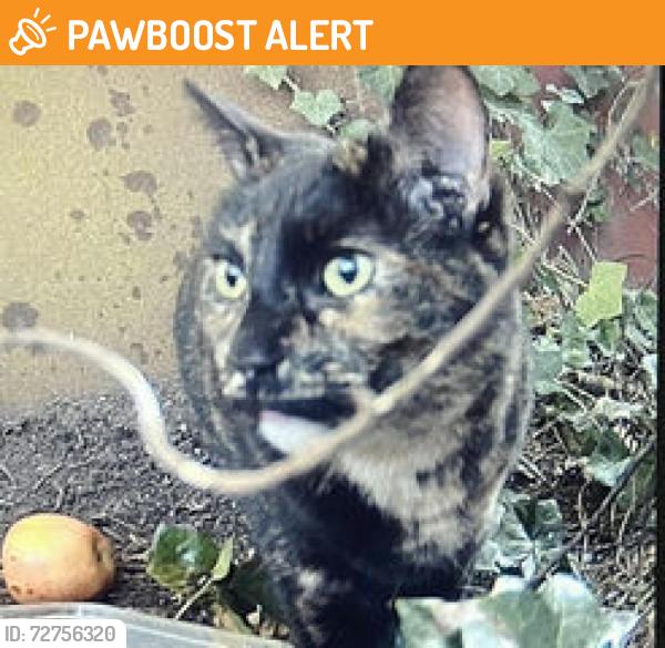Found/Stray Female Cat last seen Bredbury tip , Bredbury, England SK6 2SN