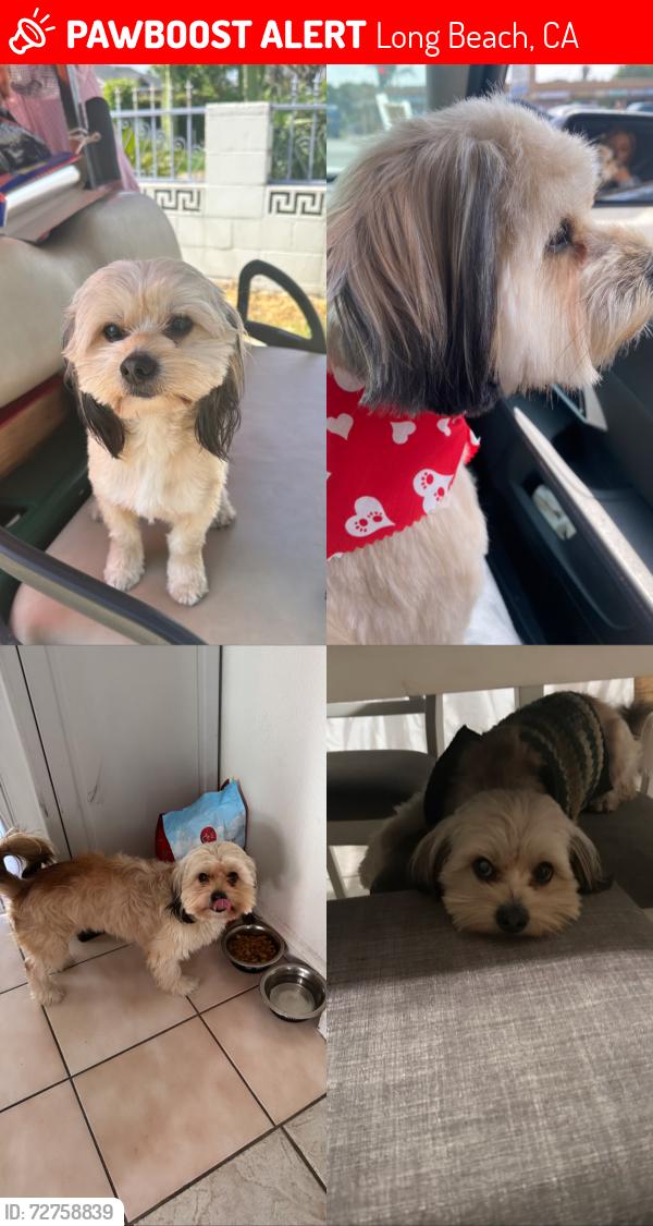 Lost Male Dog last seen E Sawyer St & N Orizaba Ave. , Long Beach, CA 90805