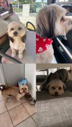 Lost Male Dog last seen E Sawyer St & N Orizaba Ave. , Long Beach, CA 90805