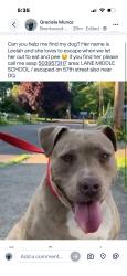 Lost Female Dog last seen Lane middle school, Portland, OR 97206