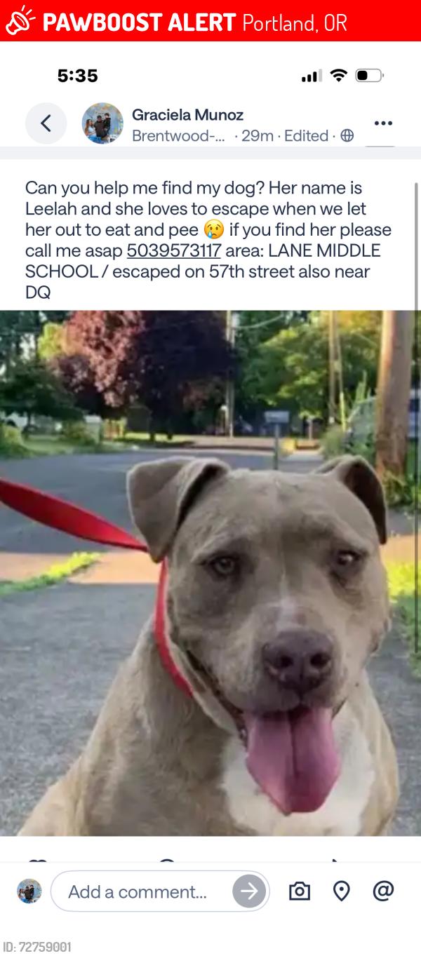 Lost Female Dog last seen Lane middle school, Portland, OR 97206