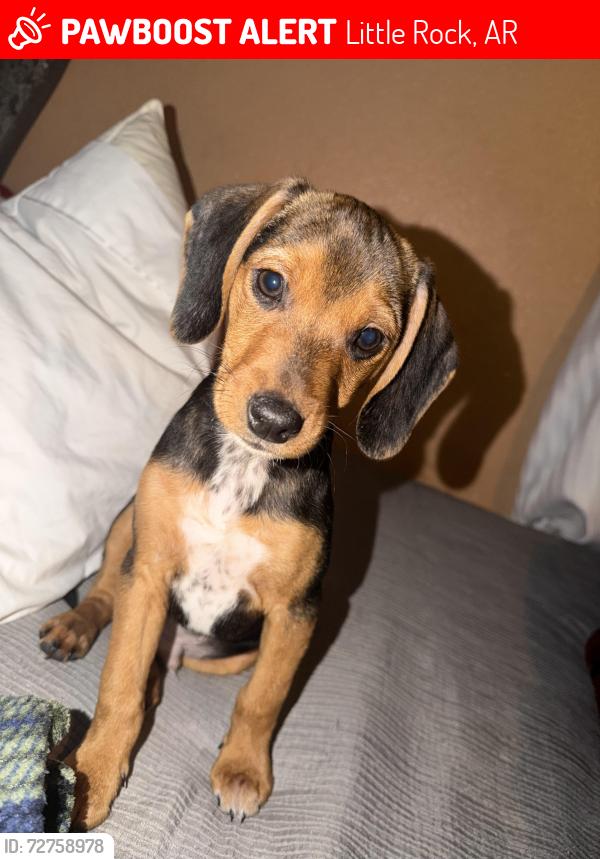 Lost Male Dog last seen pine cone , Little Rock, AR 72209