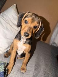 Lost Male Dog last seen pine cone , Little Rock, AR 72209