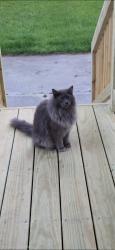 Found/Stray Unknown Cat last seen Weaver and Aberdeen , Hampton, VA 23661