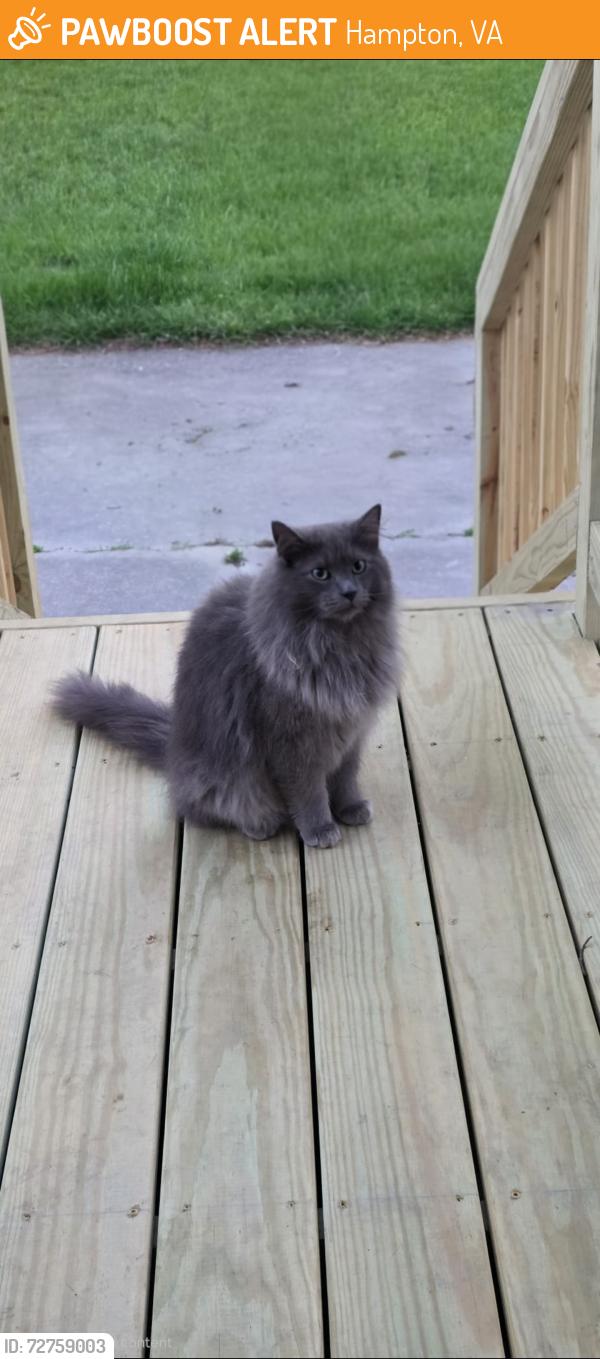 Found/Stray Unknown Cat last seen Weaver and Aberdeen , Hampton, VA 23661