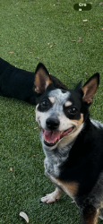 Lost Female Dog last seen Bluff Springs Rd, between Slaughter & William Cannon, Austin, TX 78744