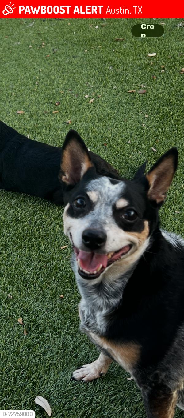 Lost Female Dog last seen Bluff Springs Rd, between Slaughter & William Cannon, Austin, TX 78744