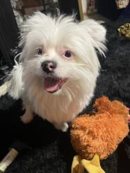 Lost Male Dog last seen Ellwood Ave and Monument St. , Baltimore, MD 21205