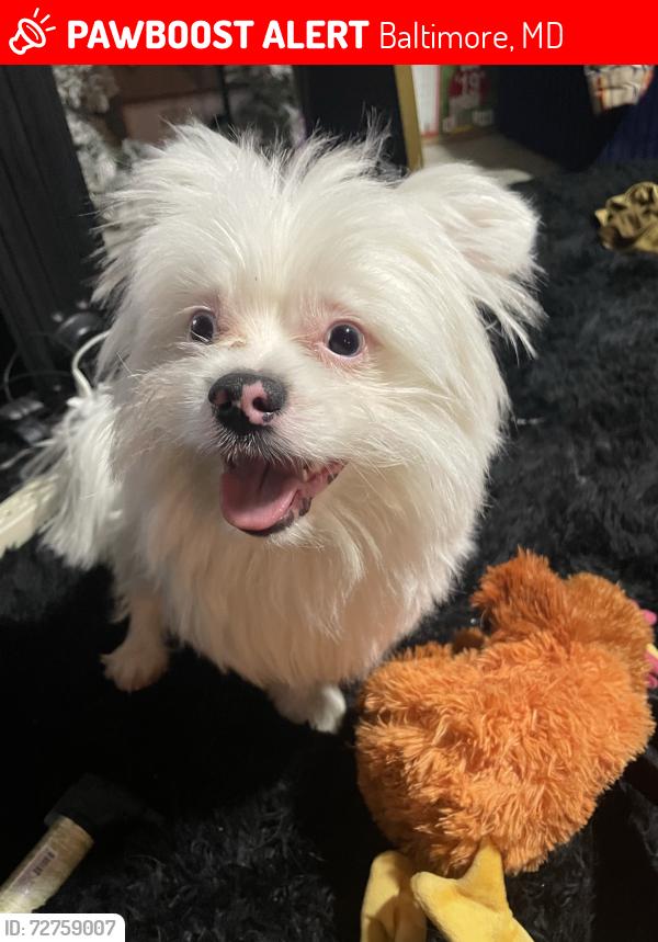 Lost Male Dog last seen Ellwood Ave and Monument St. , Baltimore, MD 21205