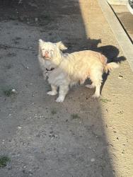 Found/Stray Unknown Dog last seen s argyle ave, Fresno, CA 93727