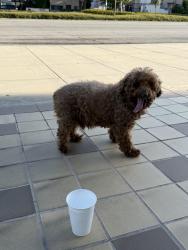 Found/Stray Male Dog last seen 801–821 W Huntington Dr Arcadia, CA  91007 United States, Arcadia, CA 91007