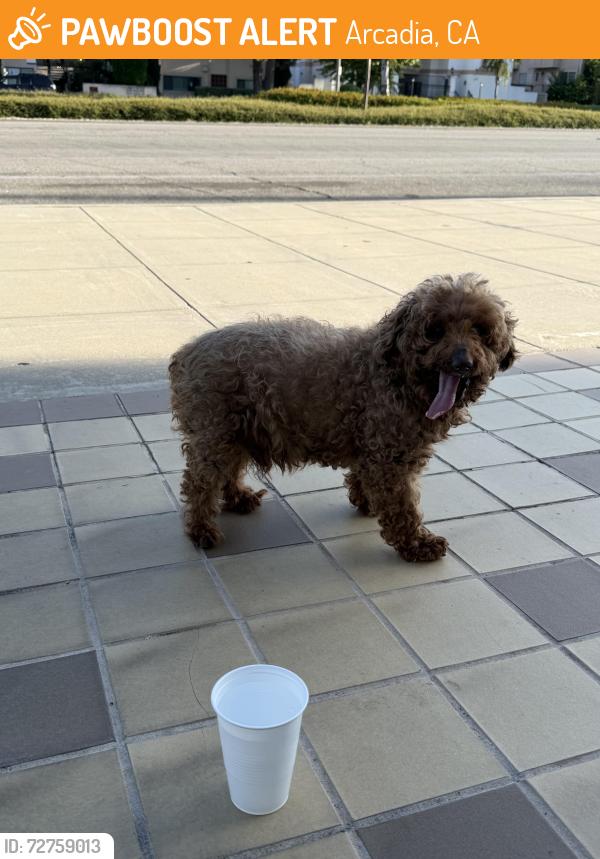 Found/Stray Male Dog last seen 801–821 W Huntington Dr Arcadia, CA  91007 United States, Arcadia, CA 91007