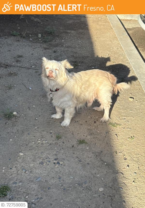 Found/Stray Unknown Dog last seen s argyle ave, Fresno, CA 93727