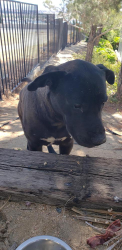 Found/Stray Unknown Dog last seen Hudson dr & Lakeside, Victorville, CA 92395