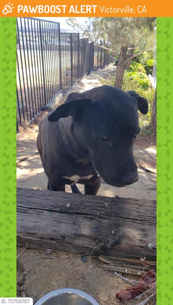 Found/Stray Unknown Dog last seen Hudson dr & Lakeside, Victorville, CA 92395