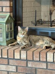 Lost Female Cat last seen Southern and Country Club in Rio Rancho, Rio Rancho, NM 87124