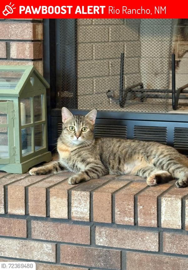 Lost Female Cat last seen Southern and Country Club in Rio Rancho, Rio Rancho, NM 87124