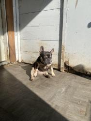 Lost Female Dog last seen Near cemetery, Richmond, TX 77469