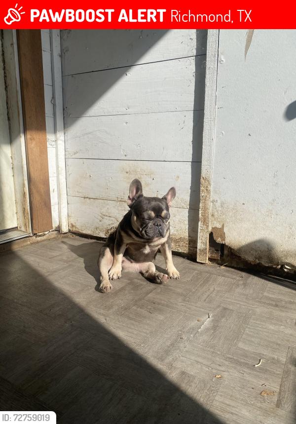 Lost Female Dog last seen Near cemetery, Richmond, TX 77469