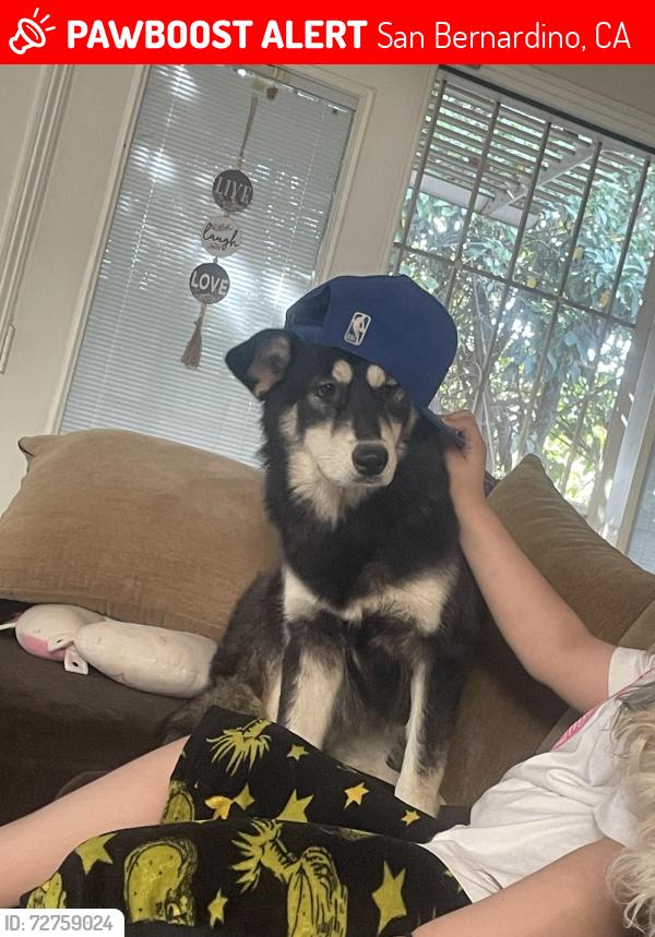 Lost Female Dog last seen Del Rosa , San Bernardino, CA 92410