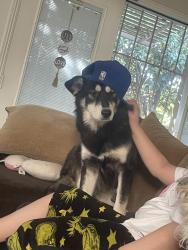 Lost Female Dog last seen Del Rosa , San Bernardino, CA 92410