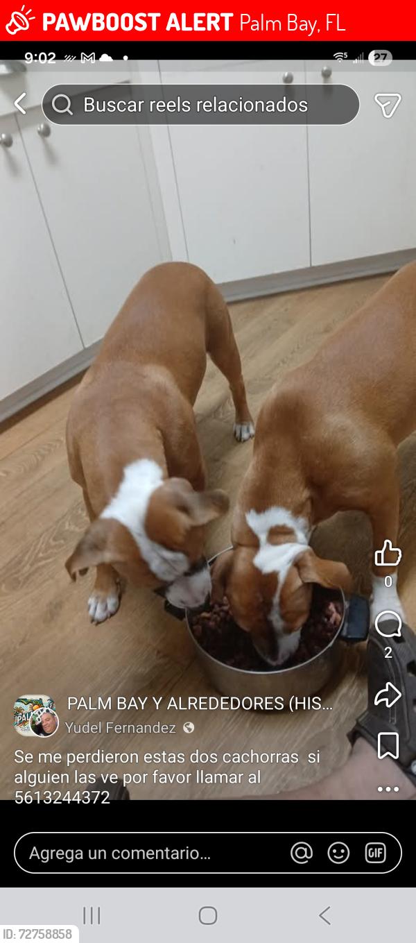 Lost Female Dog last seen Near de groodt rd sw, Palm Bay, FL 32905