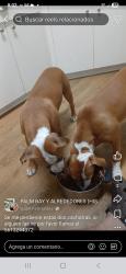 Lost Female Dog last seen Near de groodt rd sw, Palm Bay, FL 32905