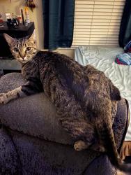 Reunited Female Cat last seen Near Winthrop Dr. , Spring Hill, FL 34609