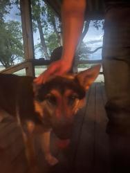 Found/Stray Unknown Dog last seen Hughes Cemetery & Hwy 55, Italy, TX 76651