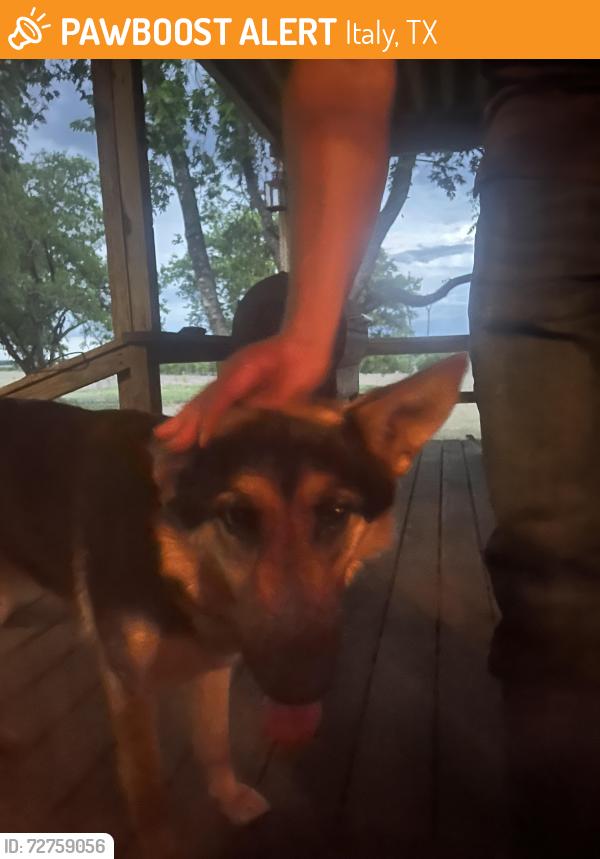 Found/Stray Unknown Dog last seen Hughes Cemetery & Hwy 55, Italy, TX 76651