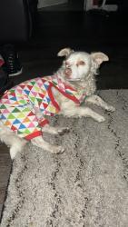 Lost Male Dog last seen Market Street, Oakland, CA 94608