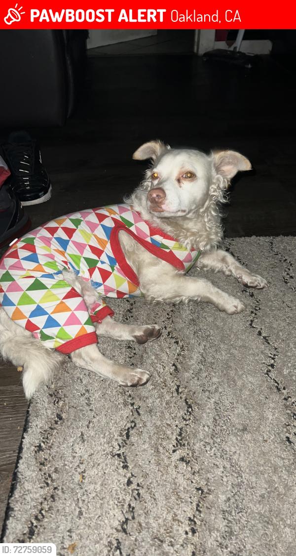 Lost Male Dog last seen Market Street, Oakland, CA 94608