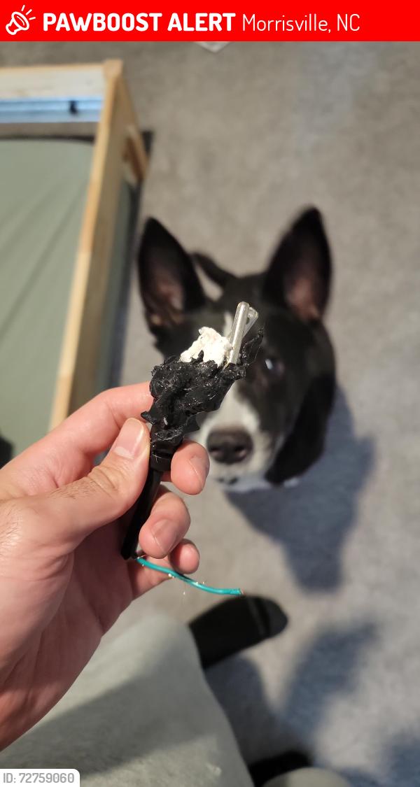 Lost Female Dog last seen Near fir tree lane, Morrisville, NC 27560