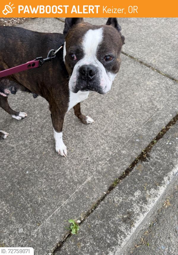 Found/Stray Male Dog last seen Rock ledge dr, Keizer, OR 97303