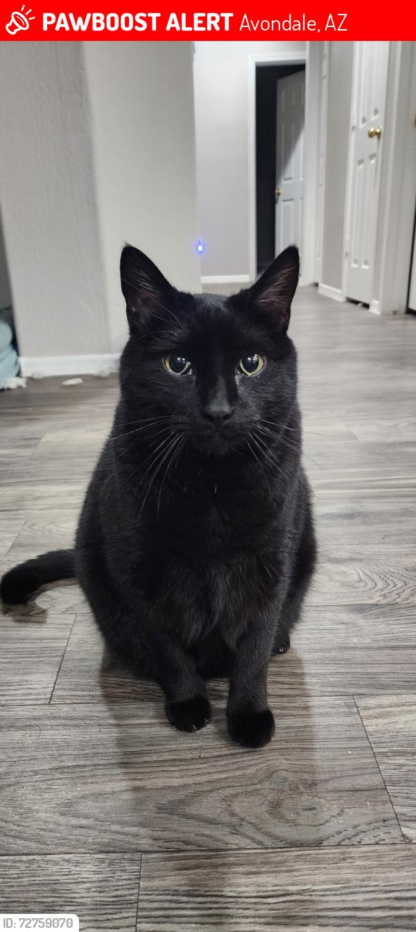 Lost Male Cat last seen Dysart/Osborn, Avondale, AZ 85392