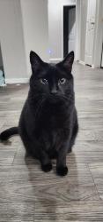 Lost Male Cat last seen Dysart/Osborn, Avondale, AZ 85392