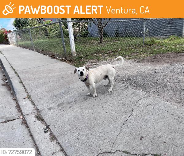 Found/Stray Male Dog last seen Santa Cruz St., Ocean and Channel Ave., Ventura, CA 93003