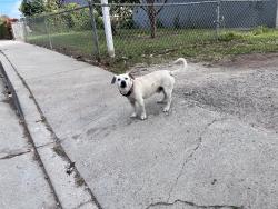 Found/Stray Male Dog last seen Santa Cruz St., Ocean and Channel Ave., Ventura, CA 93003