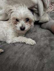 Lost Female Dog last seen By  home, Glendale, AZ 85304