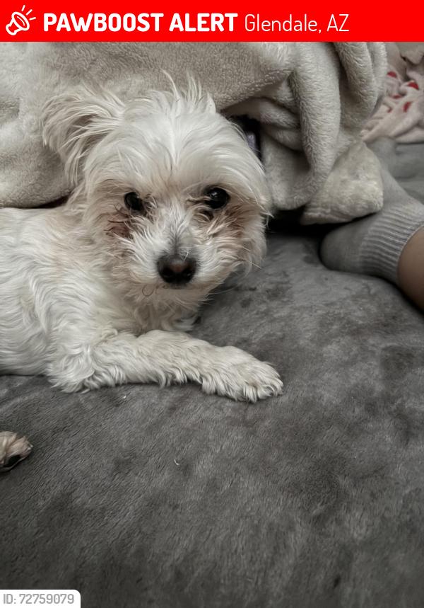 Lost Female Dog last seen By  home, Glendale, AZ 85304
