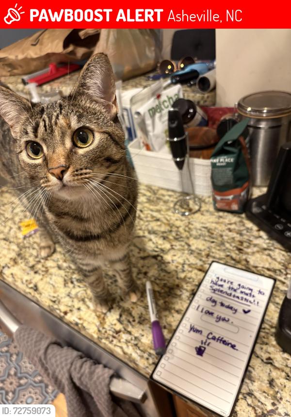 Lost Female Cat last seen Caribou Rd , Asheville, NC 28803